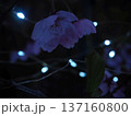 陽光桜 夜桜 137160800