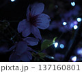 陽光桜 夜桜 137160801