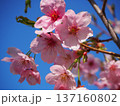 陽光桜と青空 137160802