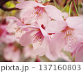 陽光桜 137160803