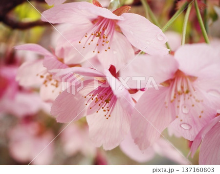 陽光桜 陽光桜 137160803