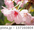 陽光桜 137160804