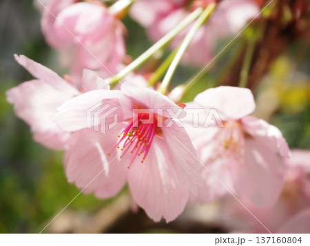 陽光桜 陽光桜 137160804