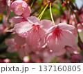 陽光桜 137160805