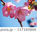陽光桜と青空 137160806