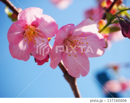 陽光桜と青空 137160806