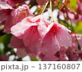 陽光桜 137160807