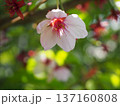 陽光桜 137160808