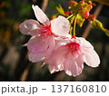 陽光桜 137160810