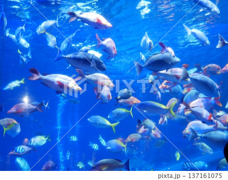 水槽の中のきれいな魚 水槽の中のきれいな魚 137161075
