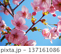 陽光桜と青空 137161086
