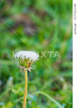 冬の朝　雫についた野草の綿毛のアップ撮影01 137161146