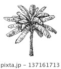 Banana tree. Isolated ink sketch. 137161713