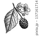 Blackberry branch ink sketch 137161714