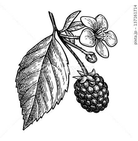 Blackberry branch ink sketch Blackberry branch ink sketch 137161714