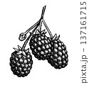 Blackberry branch ink sketch 137161715