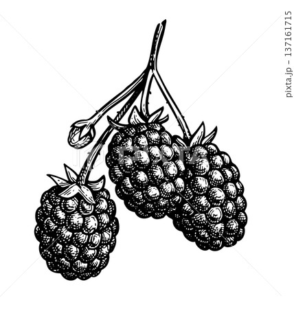 Blackberry branch ink sketch 137161715