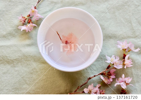 桜と桜湯・1 137161720