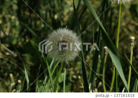Close-Up of a Dandelion Seed Head, Macro Shot of a Fluffy Dandelion in Sunlight Close-Up of a Dandelion Seed Head, Macro Shot of a Fluffy Dandelion in Sunlight 137161818