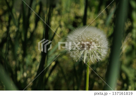 Close-Up of a Dandelion Seed Head, Macro Shot of a Fluffy Dandelion in Sunlight Close-Up of a Dandelion Seed Head, Macro Shot of a Fluffy Dandelion in Sunlight 137161819