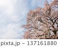一本桜　山梨県北杜市 137161880