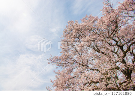 一本桜 山梨県北杜市 一本桜 山梨県北杜市 137161880