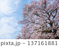 一本桜　山梨県北杜市 137161881