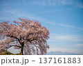一本桜　山梨県北杜市 137161883