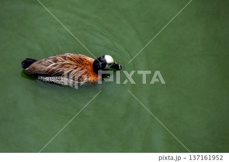 The White faced Whistling Duck is swimming in the river The White faced Whistling Duck is swimming in the river 137161952