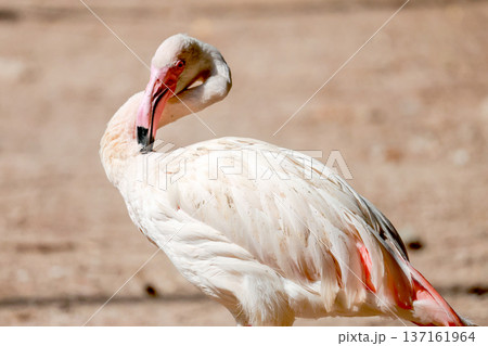 Close up flamingo in garden at thailand Close up flamingo in garden at thailand 137161964
