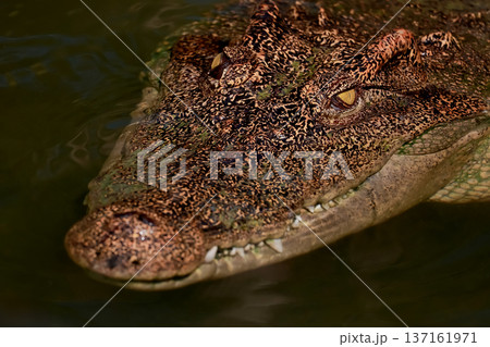 The crocodile is show head in the river The crocodile is show head in the river 137161971