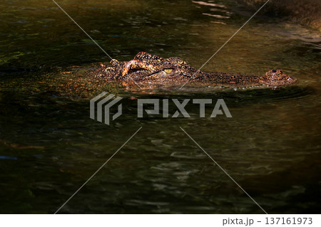 The crocodile is show head in the river The crocodile is show head in the river 137161973