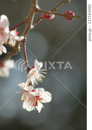 垂れた枝の先に咲いた白い梅の花 137162000