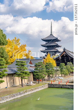 京都　紅葉の東寺　五重塔（国宝）と南大門（重要文化財） 137162011