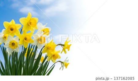 Bright yellow and white daffodils with green leaves against a clear blue sky, soft light and large copyspace for seasonal greeting Bright yellow and white daffodils with green leaves against a clear blue sky, soft light and large copyspace for seasonal greeting 137162085