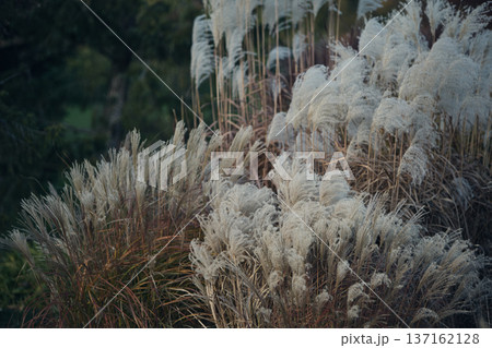 Soft, feathery plumes of dry ornamental grass glowing in warm autumn light, creating a textured natural background with a calm, seasonal atmosphere. Soft, feathery plumes of dry ornamental grass glowing in warm autumn light, creating a textured natural background with a calm, seasonal atmosphere. 137162128