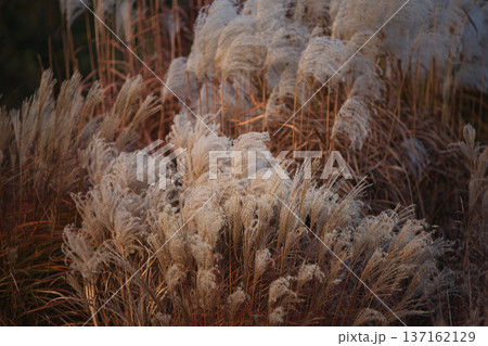Soft, feathery plumes of dry ornamental grass glowing in warm autumn light, creating a textured natural background with a calm, seasonal atmosphere. 137162129