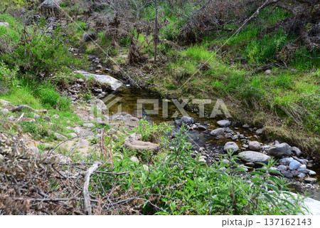 Arizona Desert Creek 137162143