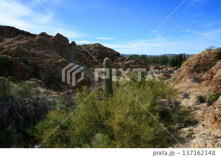 West Border of Tonto National Forest Sonoran Desert Arizona 137162148