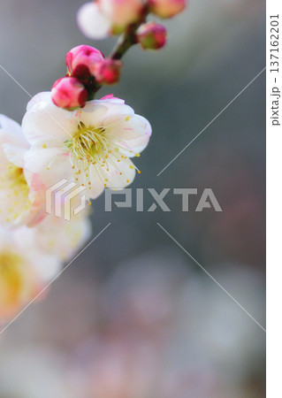 花びらに赤い色の残る白梅と咲く時を待つツボミの列 137162201