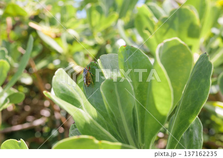 南国の葉にとまるクサゼミ|宮古島の自然と昆虫 南国の葉にとまるクサゼミ|宮古島の自然と昆虫 137162235