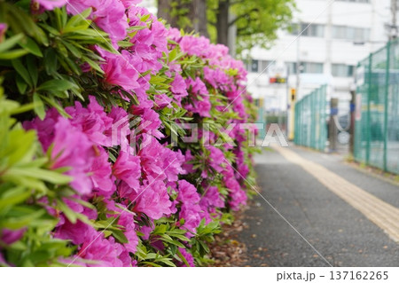 ツツジ街道① 137162265