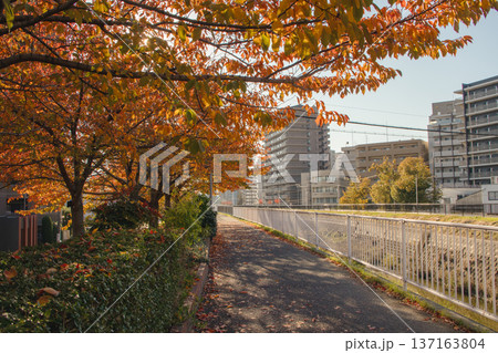 大阪／吹田市・糸田川沿いの遊歩道の秋の風景（2025年） 137163804