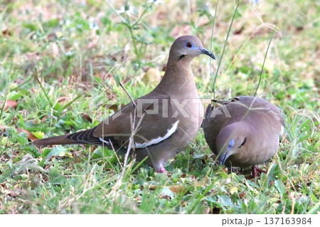 ハジロバト/Zenaida asiatica ハジロバト/Zenaida asiatica 137163984