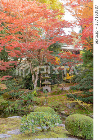 京都 東山泉涌寺(皇室の菩提寺) 御座所庭園 紅葉 築山のもみじ 京都 東山泉涌寺(皇室の菩提寺) 御座所庭園 紅葉 築山のもみじ 137163987