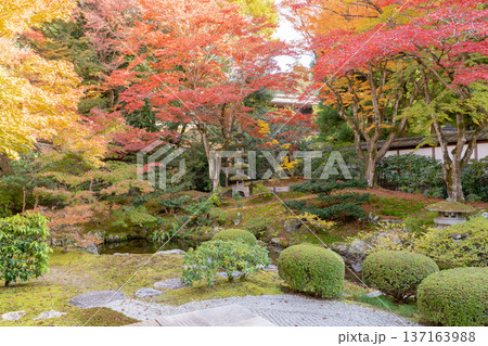 京都 東山泉涌寺(皇室の菩提寺) 御座所庭園 紅葉 築山のもみじ 京都 東山泉涌寺(皇室の菩提寺) 御座所庭園 紅葉 築山のもみじ 137163988