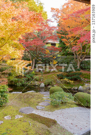 京都　東山泉涌寺（皇室の菩提寺）　御座所庭園　紅葉　築山のもみじ 137163989