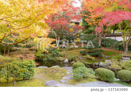 京都 東山泉涌寺(皇室の菩提寺) 御座所庭園 紅葉 築山のもみじ 京都 東山泉涌寺(皇室の菩提寺) 御座所庭園 紅葉 築山のもみじ 137163990
