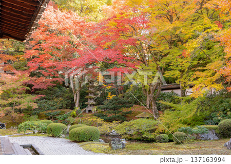京都 東山泉涌寺(皇室の菩提寺) 御座所庭園 紅葉 築山のもみじ 京都 東山泉涌寺(皇室の菩提寺) 御座所庭園 紅葉 築山のもみじ 137163994