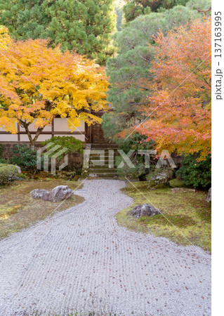 京都　東山泉涌寺（皇室の菩提寺）　御座所庭園　紅葉　枯山水のもみじ 137163995